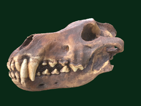 恐狼头骨su模型