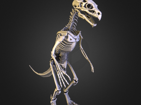 希扎斯里解剖参考-骨骼su模型