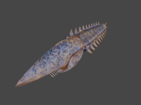 埃吉罗卡西斯su模型