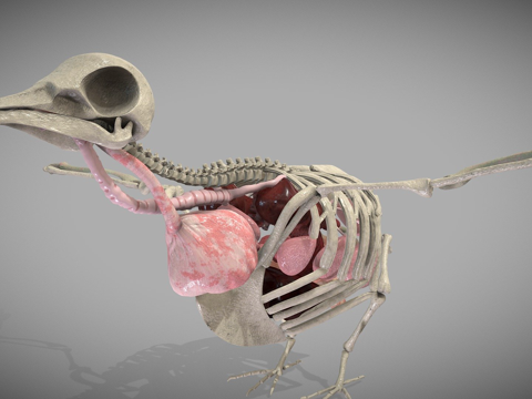 鸽子解剖su模型