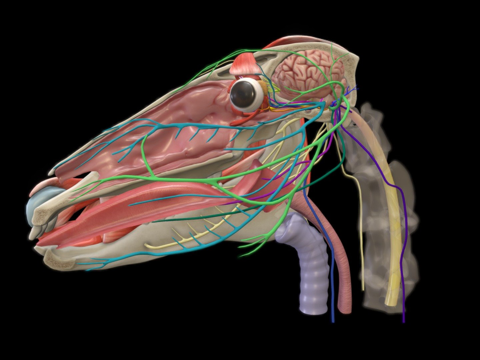 马颅神经模型第二部分su模型