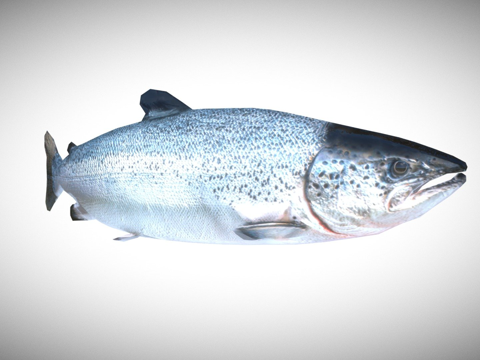 鲑鱼[低多边形]su模型