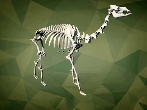 IMNH R-1007骆驼su模型