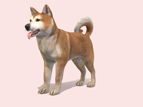 犬-秋田犬su模型