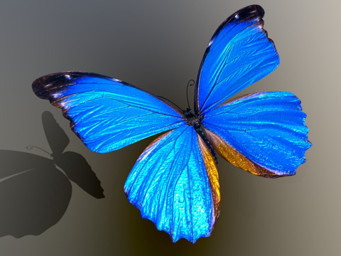 蓝蝴蝶su模型
