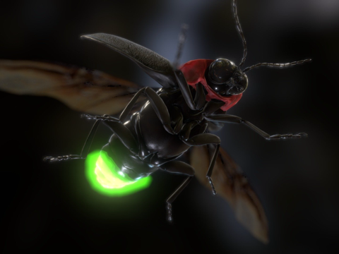 日本萤火虫su模型