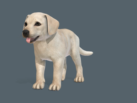 小狗-拉布拉多su模型