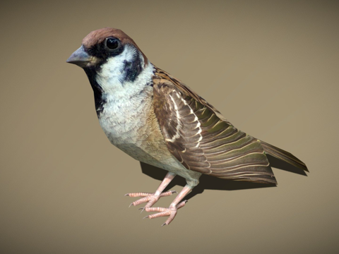 DRT-鸟类与小动物-麻雀su模型