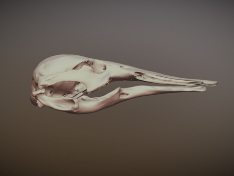 鸭嘴兽MVZ-哺乳-32885su模型