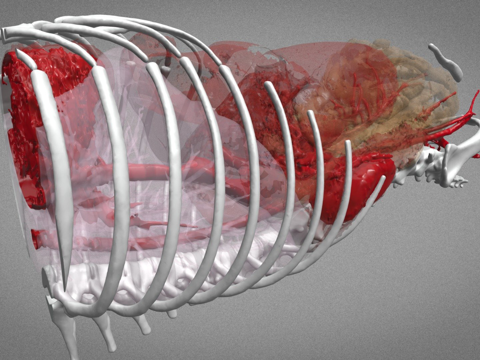 D犬类解剖 - 正常腹部su模型