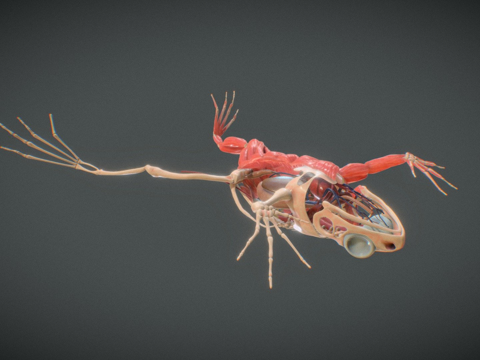 青蛙结构su模型