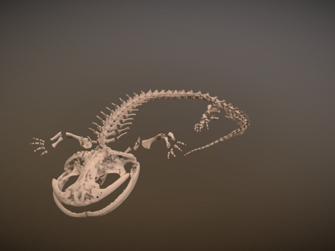 日本大鲵FMNH31356su模型