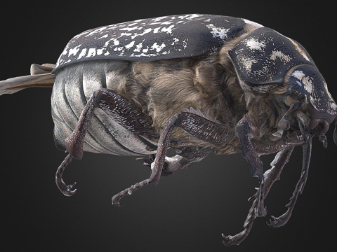 多叶甲虫(自然历史数字档案(DiNArDa))su模型