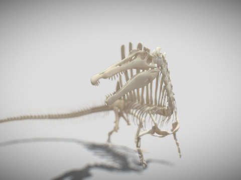 埃及棘龙骨骼su模型