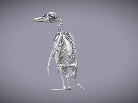 麦哲伦企鹅骨架su模型