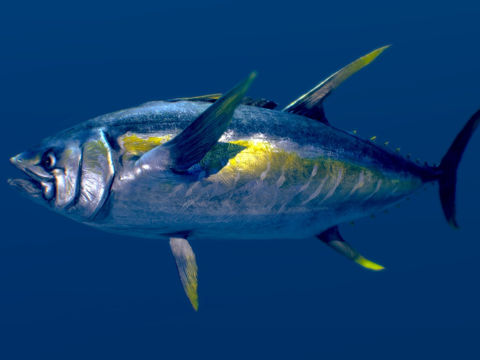 黄鳍金枪鱼su模型