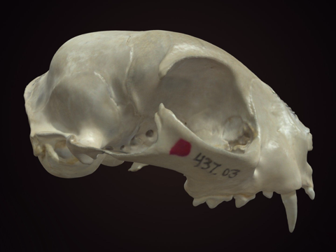 家猫头骨su模型