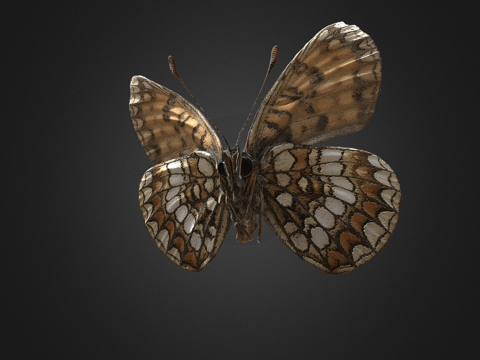 荨麻蛱蝶(自然历史数字档案DiNArDa)su模型