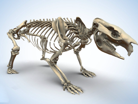 袋熊骨架su模型