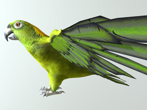 绿鹦鹉su模型
