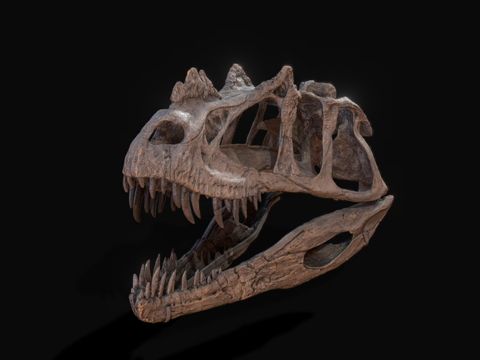 化石逻辑角鼻龙头骨su模型