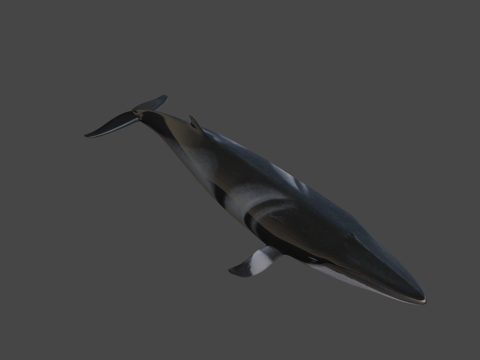 小须鲸su模型