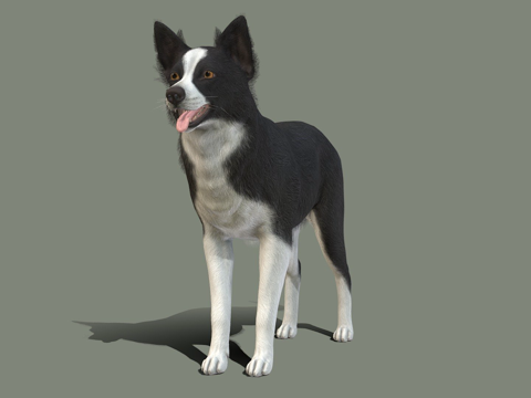 狗 - 边境牧羊犬v02su模型