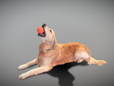 金毛犬玩玩具30su模型su模型