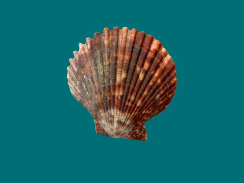 扁平贝壳su模型