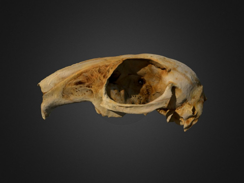 棉尾兔头骨su模型