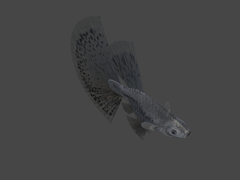 孔雀鱼-蓝草♂su模型