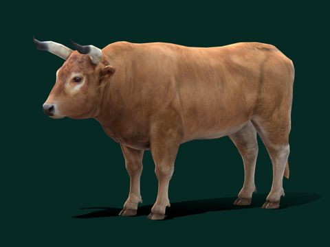 公牛动物（低多边形）su模型