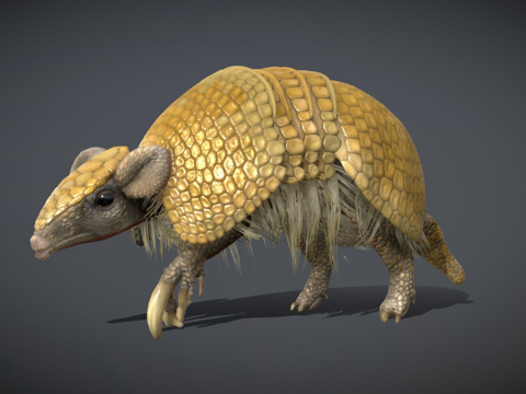 三带犰狳su模型