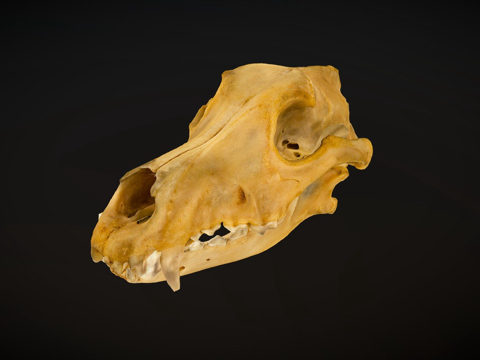 德国牧羊犬头骨扫描su模型