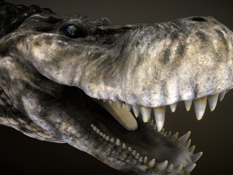 普鲁斯鳄su模型