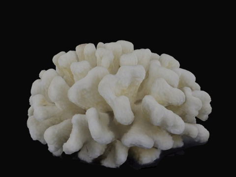 疣状杯形珊瑚su模型