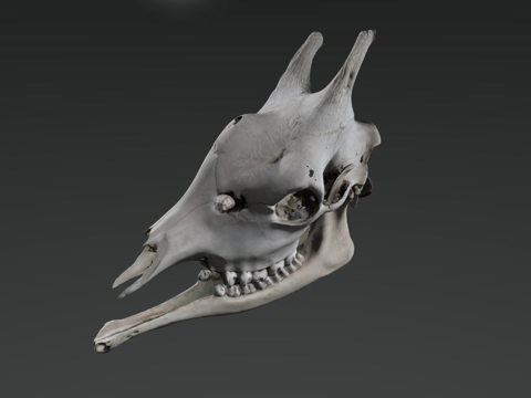 长颈鹿头骨su模型