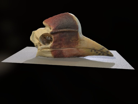  盔犀鸟头骨su模型 