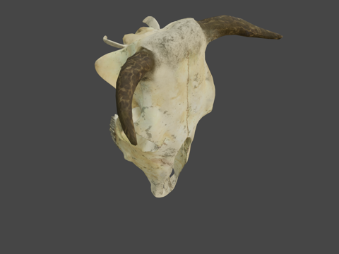 牛头骨su模型