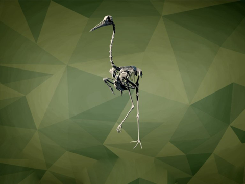 IMNH R-2120沙丘鹤su模型