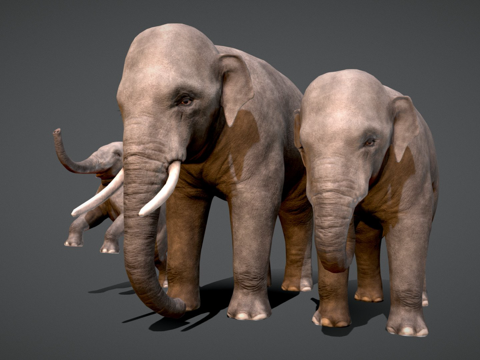 亚洲象家族-游戏就绪-su模型