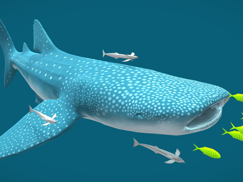 鲸鲨-首个动画su模型