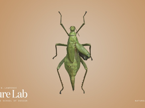 巨型竹节虫su模型