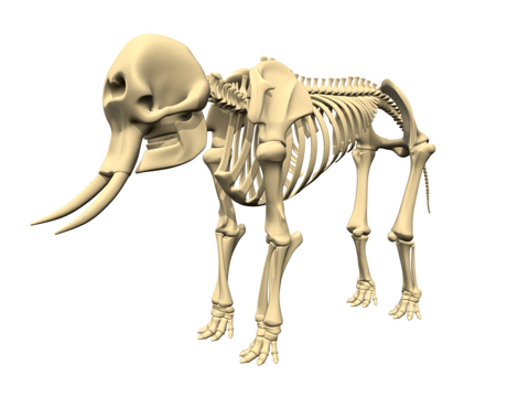 大象骨架su模型