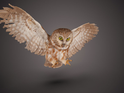 北方锯磨猫头鹰su模型