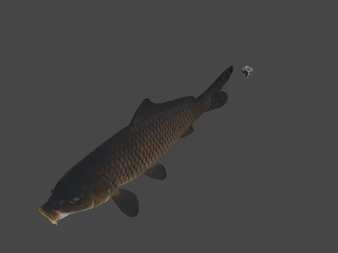 CC0鲤鱼?鲤科（亚洲鱼类-植物园网）_1su模型