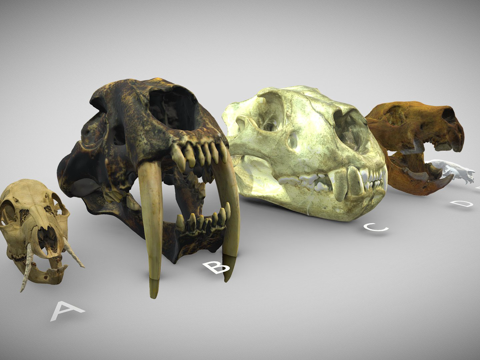  多种犬齿放大头骨su模型 