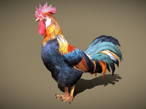 DRT-家禽-公鸡su模型