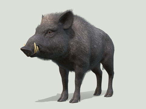 野猪-雄性su模型