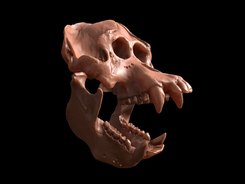 猩猩头骨su模型